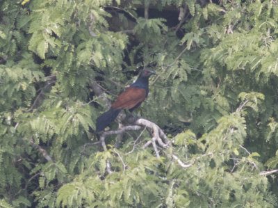 Greater (Southern) Coucal