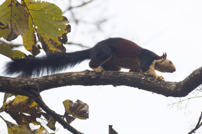 _Indian  Giant Squirrel
