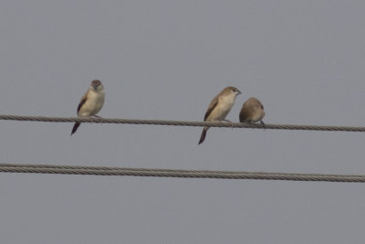 Indian Silverbills