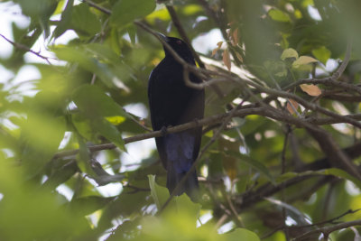 Asian Fairy-bluebird