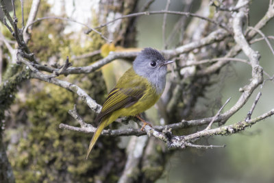 Gray-headed Canary Flycatcher