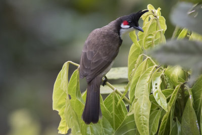 Red-whiskered Bulbul