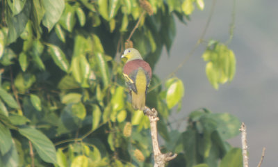 Gray-fronted Green-Pigeon