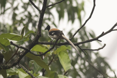 White-bellied Treepie