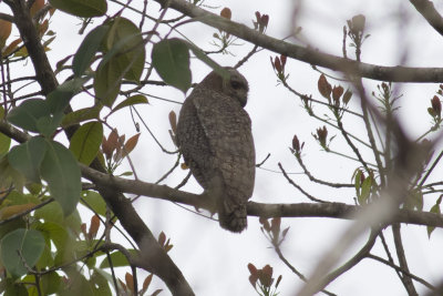 Mottled Wood-Owl