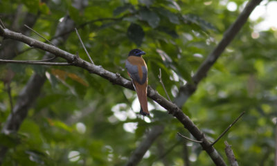 Malabar Trogon