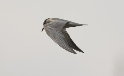 Whiskered Tern