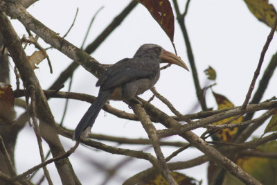 Malabar Gray Hornbill