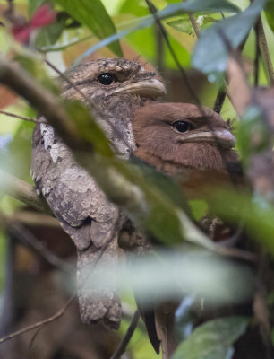 Sri Lanka Frogmouths