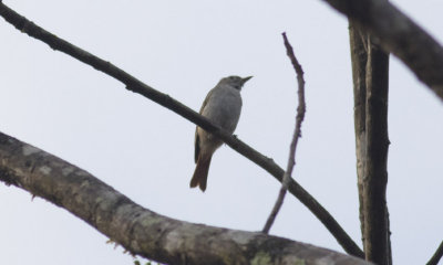 Rusty-tailed Flycatcher