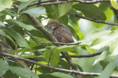 Jungle Owlet