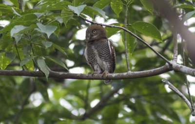 Jungle Owlet