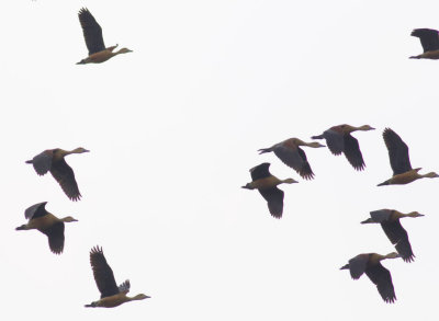 Lesser Whistling-Ducks