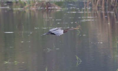 Oriental Darter