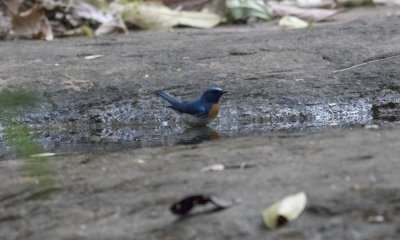 Blue-thoated Flycatcher