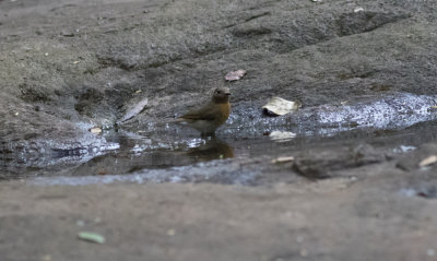 Blue-thoated Flycatcher