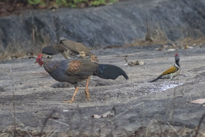 Gray Junglefowl & Black-rumped Flameback