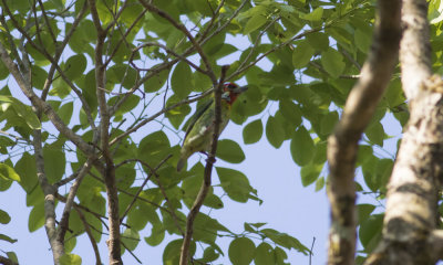 Malabar Barbet