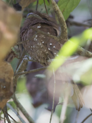 Sri Lanka  Frogmouth