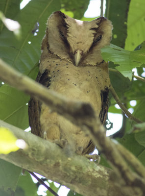 Sri Lanka  Bay Owl