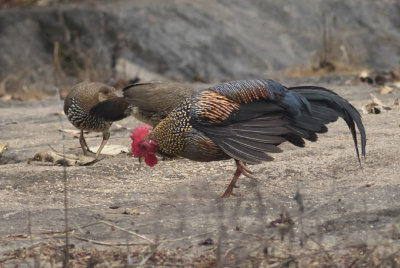 Gray Junglefowl