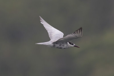 Whiskered Tern