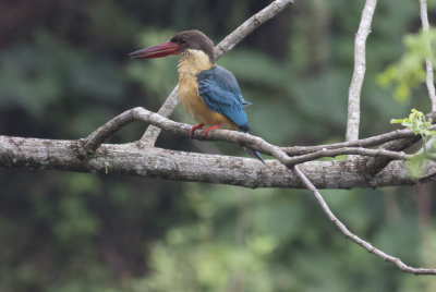 Stork-billed Kingfisher