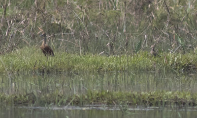 Lesser Whistling-Duck and Snipe sp.