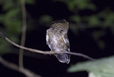 Indian Scops-Owl