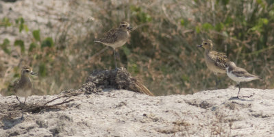Pacific Golden and Lesser Sand-Plover