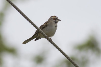 _M4A0122_Lark Sparrow.jpg