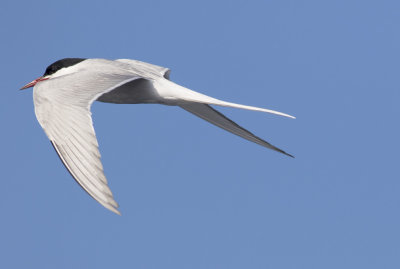 Arctic Tern