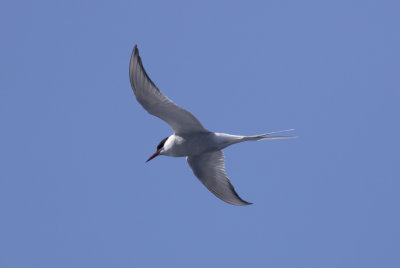 Arctic Tern