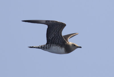 Long-tailed Jaeger