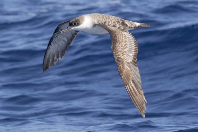 Great Shearwater