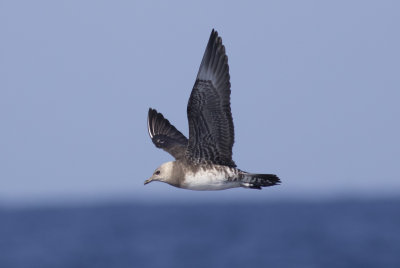 Long-tailed Jaeger