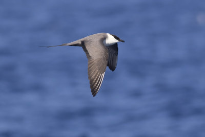 Long-tailed Jaeger