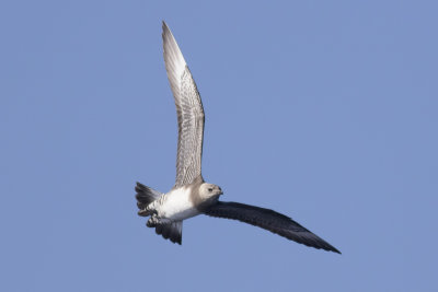 Long-tailed Jaeger