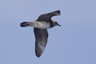 Long-tailed Jaeger