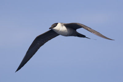 Long-tailed Jaeger