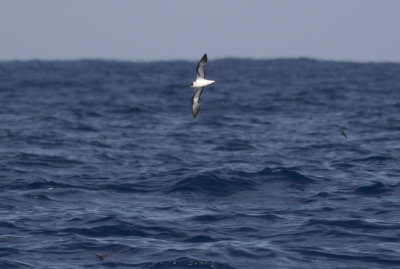 Black-capped Petrel
