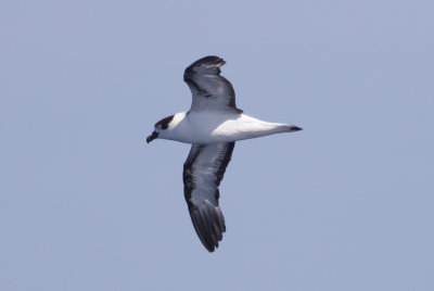 Black-capped Petrel