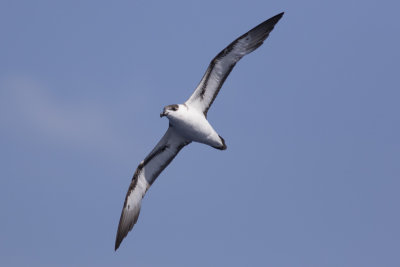 Black-capped Petrel