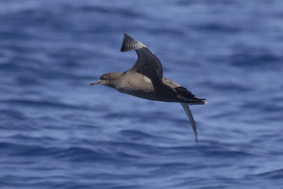 Sooty Shearwater