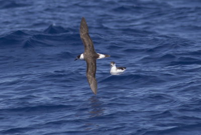 Black-capped Petrels