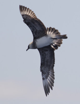 Pomarine Jaeger