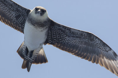 Pomarine Jaeger