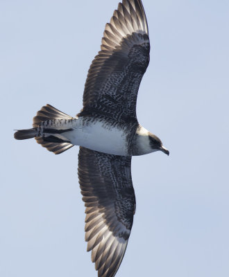 Pomarine Jaeger
