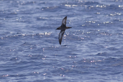 Sooty Shearwater