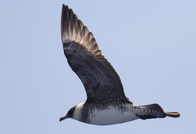 Pomarine Jaeger